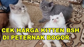 Cek Harga Anak Kucing Ras Peternakan Di Bogor