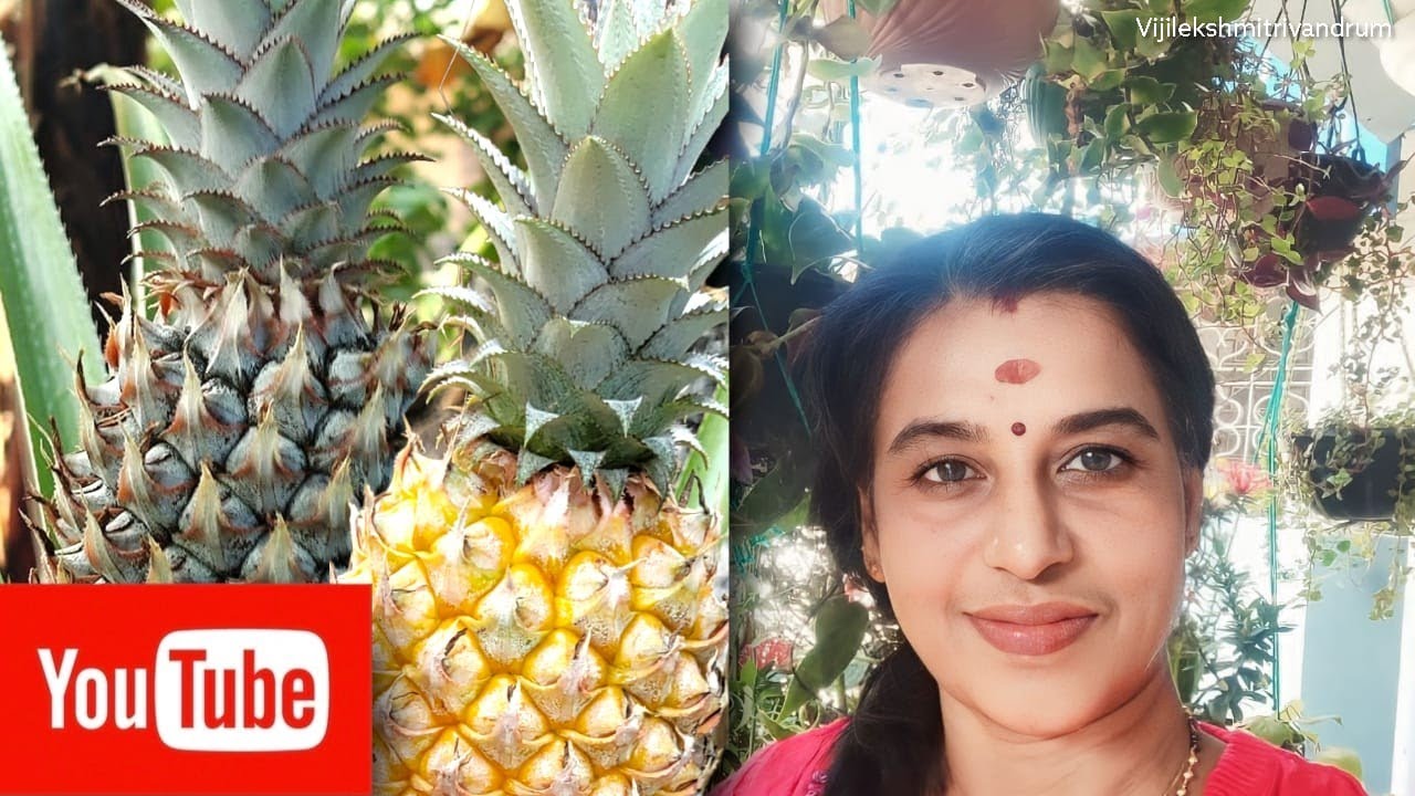 🍍🍍Super..Easy Pineapple Farming at home🏠|