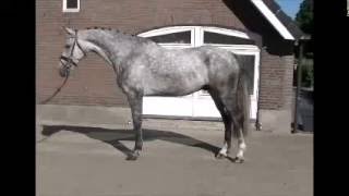 **SOLD TO USA** 6yo Cassini II x Larome ~ Standing/moving