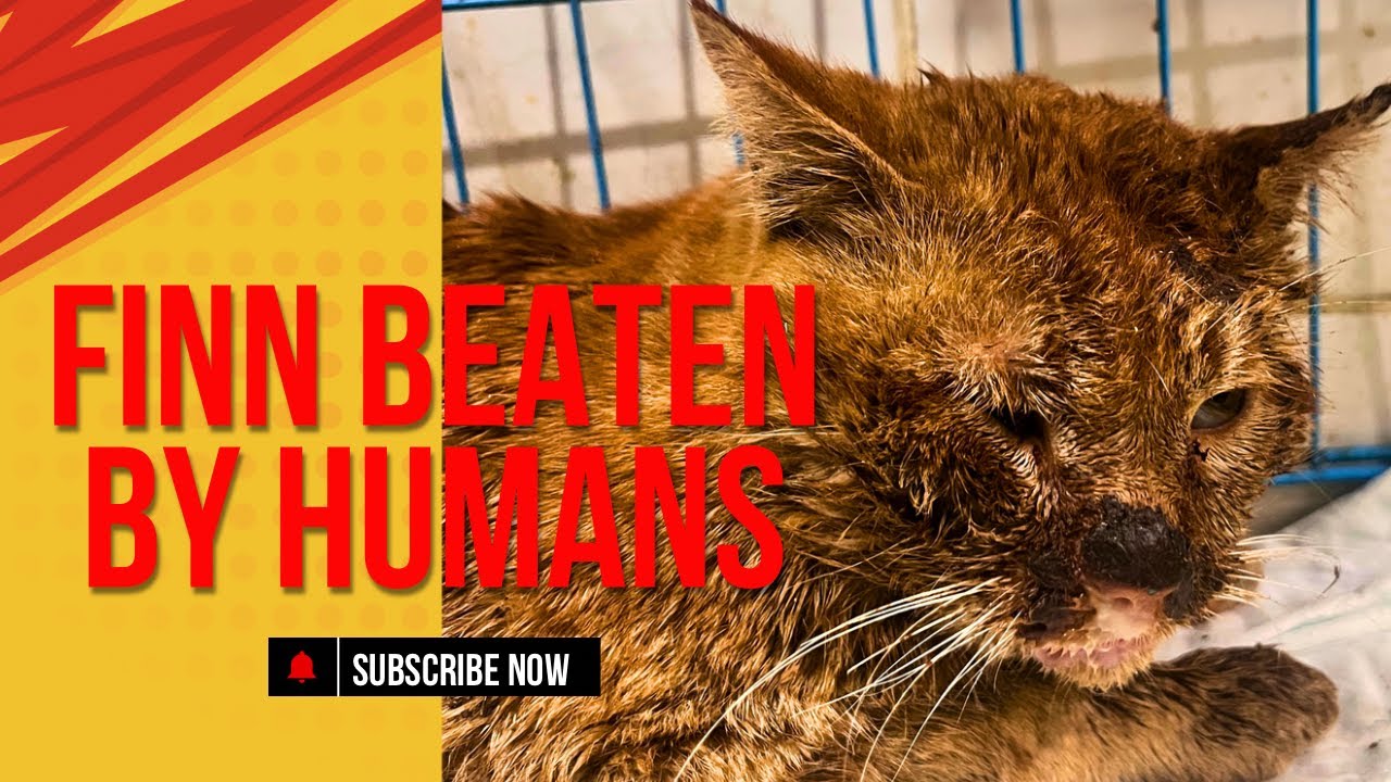 New Kitty Joins Us! 🐱 | Fin’s Update & More!