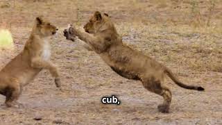 The Majestic Lions And Their Cubs : The Kings Legacy