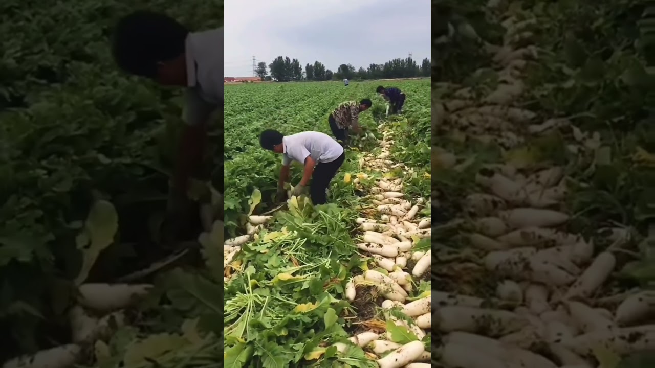 Farm Fresh Vegetable cutting Relaxing Oddly Satisfying Ninja Skills 😱 Radish Harvesting technique👍🏻