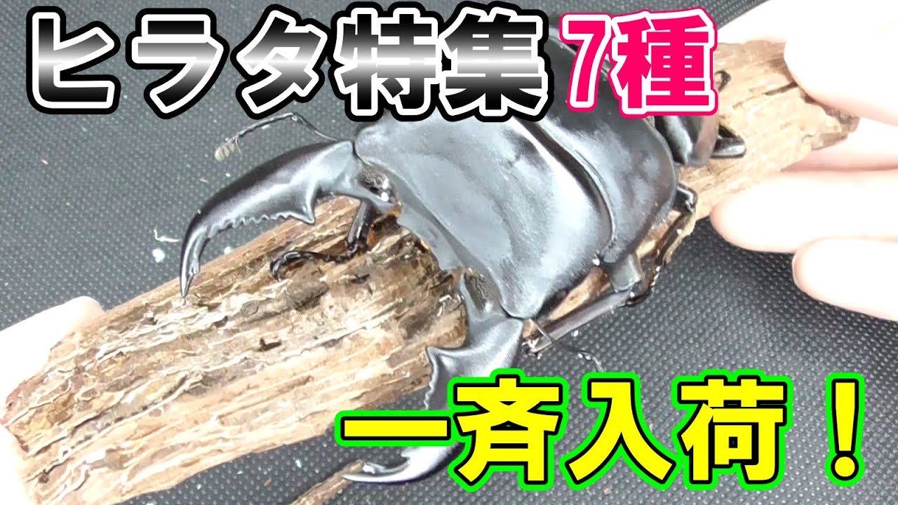 Introducing 17 new stag beetles arriving between June 5th and 13th