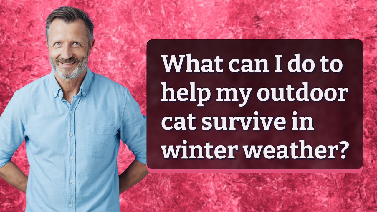 What can I do to help my outdoor cat survive in winter weather?