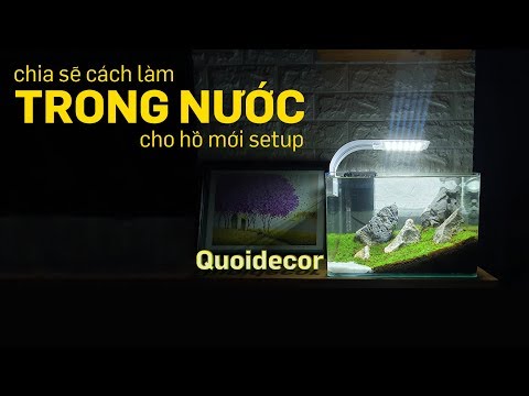 Video Cùng setup hồ thủy sinh mini fiss dốc đá - Bí quyết... - youtube