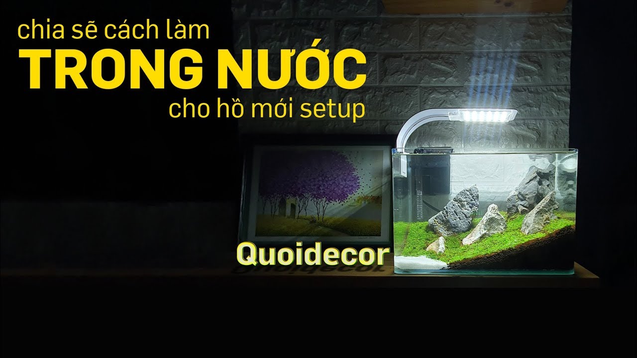 Cùng setup hồ thủy sinh mini fiss dốc đá - Bí quyết làm trong nước - Quoidecor