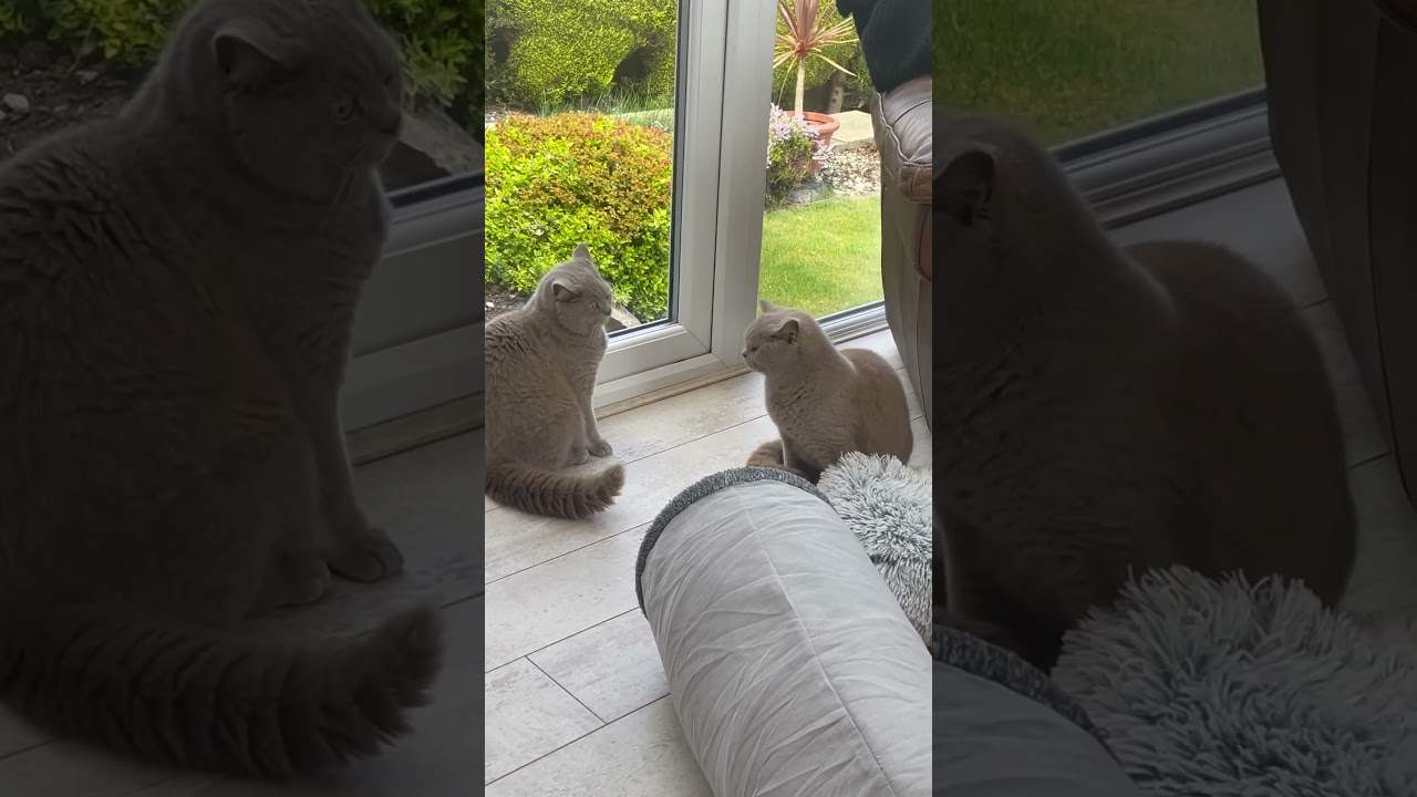 The 2 cats look like they are going to fight 