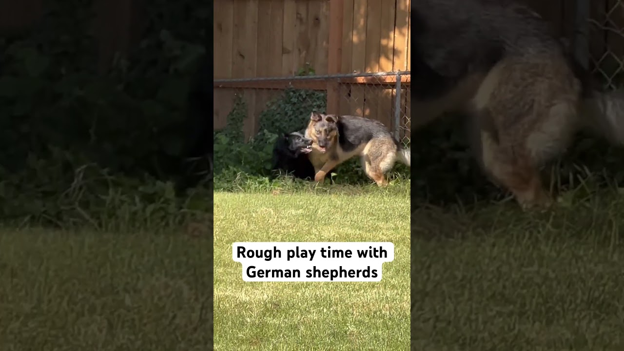 German shepherds ROUGH PLAY 