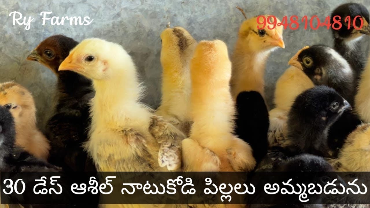 30 Days Aseel Chiks Sale Raju Reddy 9948104810 
