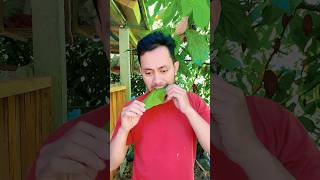Daun Pohon Coklat Kok Dimakan Padahal Rasanya⁉️