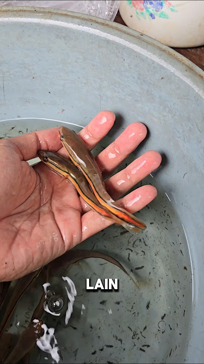 UNBOXING BABY TOMAN 10CM‼️