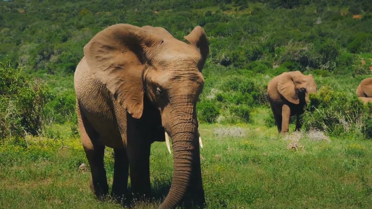 Golden Sway | Afro-Caribbean Pop Groove