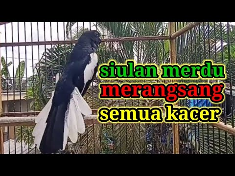 Suara Burung Kacer Bikin Lawan Emosi Gacor, Pancingan Kacer Agar Cepat Emosi Gacor