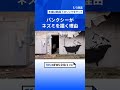 バンクシーがネズミを描く理由 少年時代からの知人語った、ある共通点 | TBS NEWS DIG #shorts