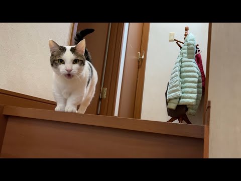 だるまさんが転んだなんかやってられない猫【 #Shorts 】