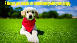 3 things you can do immediately with your puppy #puppytraining by Puppy Steps Puppy Training 468 views 11 months ago 1 minute, 16 seconds