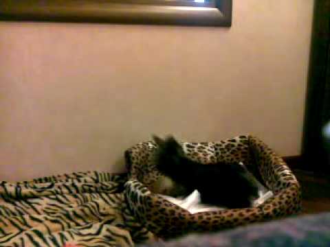 Tommy 1 Bello Di Mamma Youtube