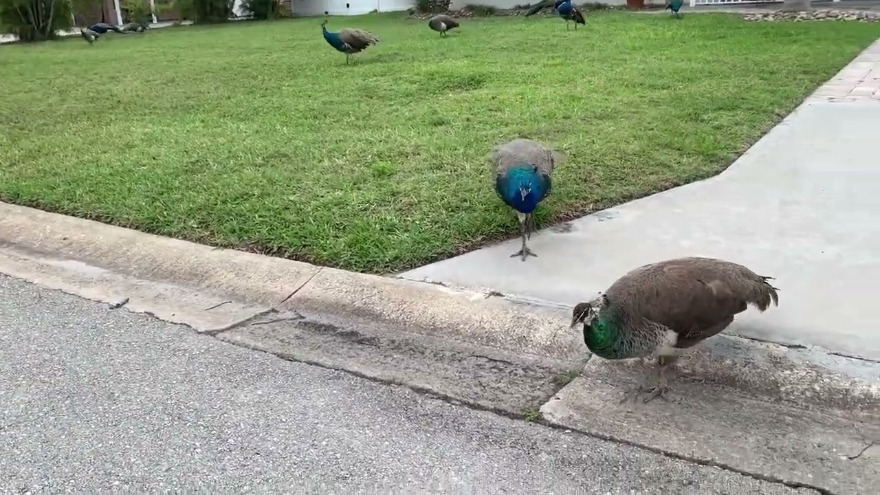 Peacock Cry