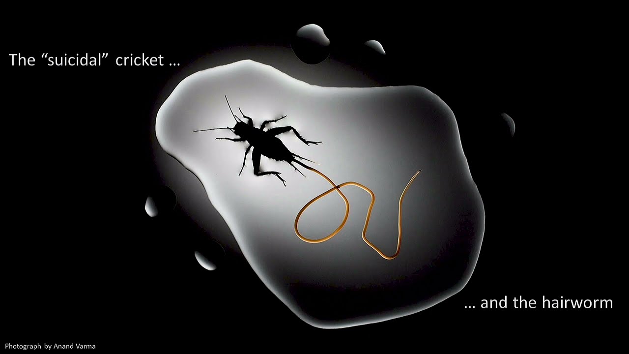 Jeff Doherty: "The “suicidal” cricket and the hairworm" — University of Otago 3MT 2019