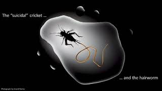 Jeff Doherty: The “suicidal” cricket and the hairworm — University of Otago 3MT 2019