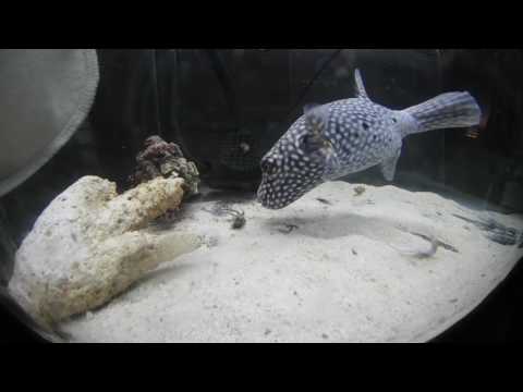 Spotted Puffer Fish eating a live crab