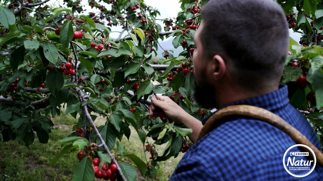 La historia de las Picotas del Jerte  EROSKI Natur (extracto)
