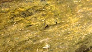 Salpingus Planirostris - Scheinrüssler Narrow-Waisted Bark Beetle