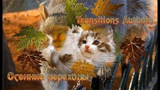 Переходы для ProShow Producer - Осень | Autumn | Transitions  ProShow Producer