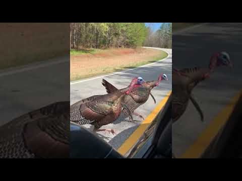 Video Wild Turkeys Tag Team Corvette || ViralHog