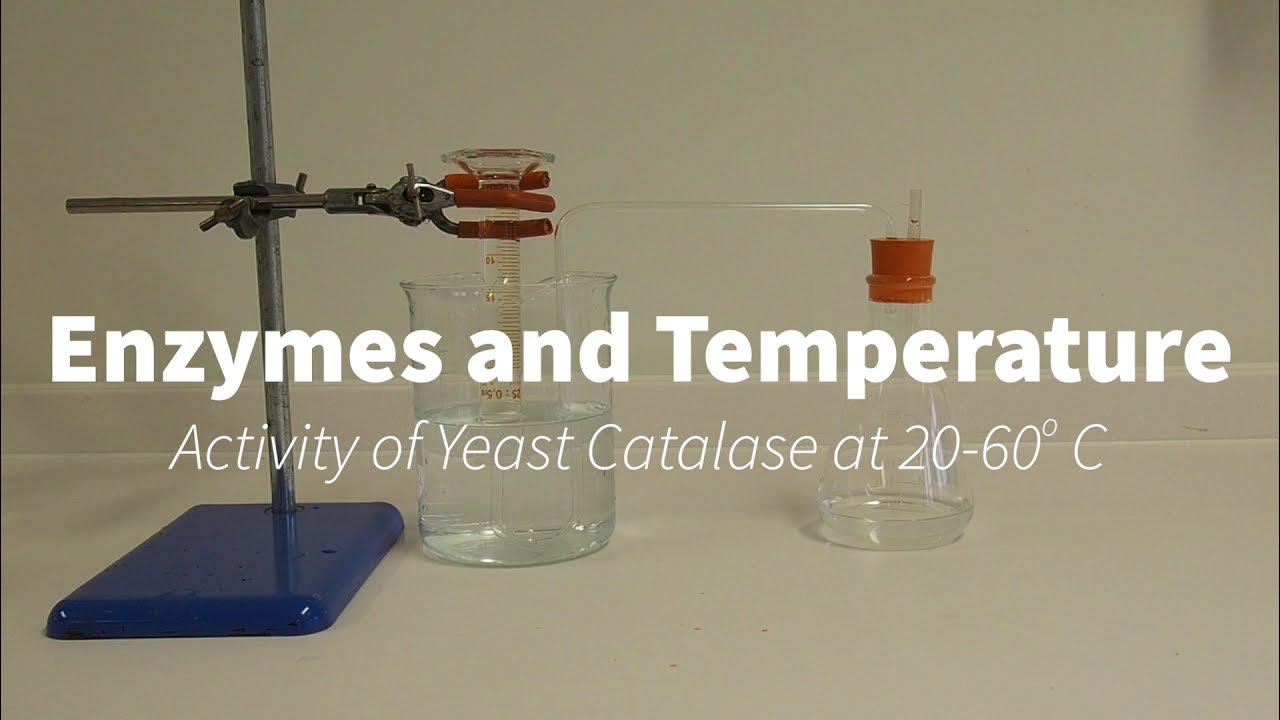 Yeast catalase and temperature YouTube