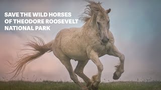 The Wild Horses of Theodore Roosevelt National Park Need Your Help!