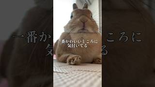 私の1番可愛いところ #rabbit #bunny #ウサちゃん
