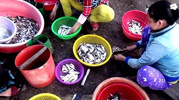 Mùa cá dênh bắt đầu khi nước lũ tràng lên đồng - Châu Lăng, Tri Tôn, An Giang 26/09/2018