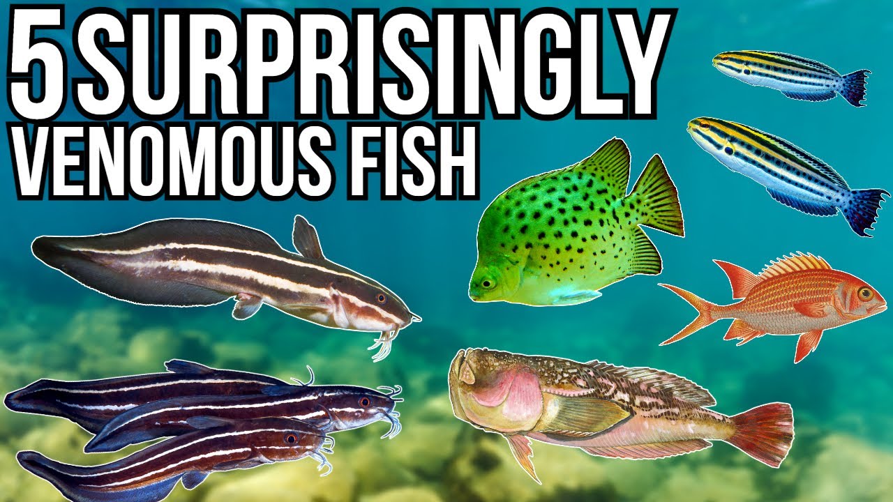 5 Surprisingly Venomous Fish