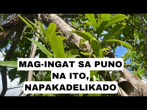 Video: Anong puno ang parang birch?