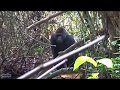 Rencontre avec un mâle gorille dos argenté au coeur de la forêt congolaise