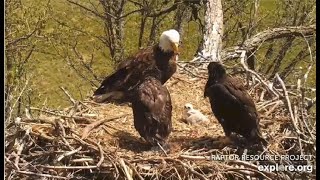 Decorah North ~  DNF & Eaglets All Look At The Tiny Hawklet In The Nest Looking Up At Them! 5.14.21