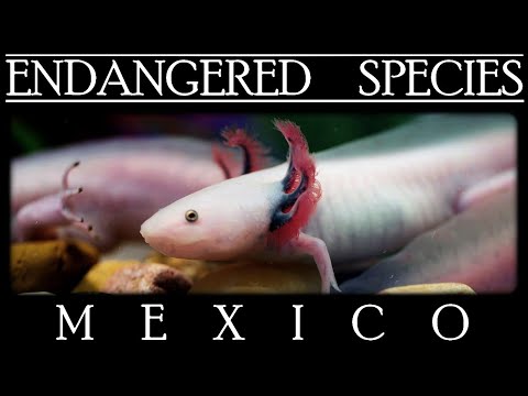 Endangered Species in Mexico