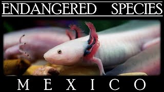 Endangered Species in Mexico screenshot 5