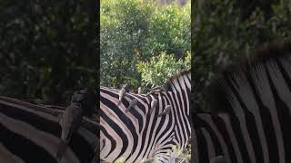 Zebra And Oxpeckers #Amazing #Wildlife #Safari #Nature #Animals