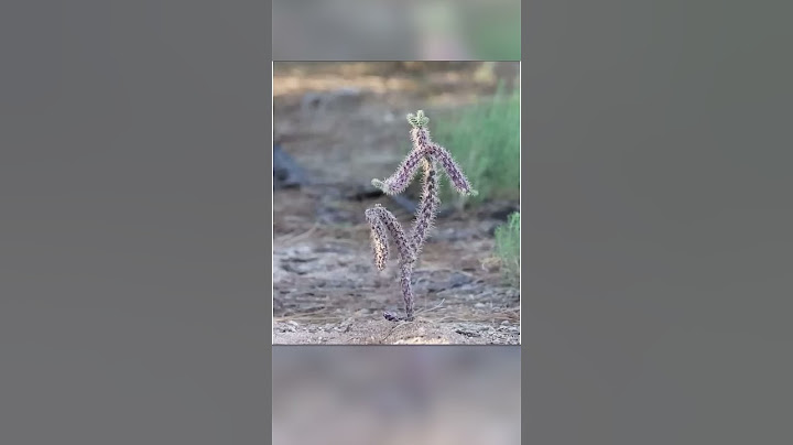 Les meilleures illusions d'optique