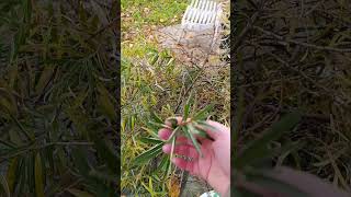 Заготовка листьев облепихи на зимний чай!!! Это очень полезно и вкусно. Обязательно попробуйте!!!