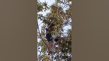Bonsai Pohon Untuk Mikat Burung Serindit