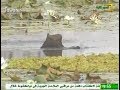 موريتانيا الأعماق المناطق الرطبة التي تزخر بها ولاية الحوض الغربي قناة الموريتانية موريتانيا الأعماق المناطق الرطبة التي تزخر بها ولاية الحوض الغربي قناة الموريتانية