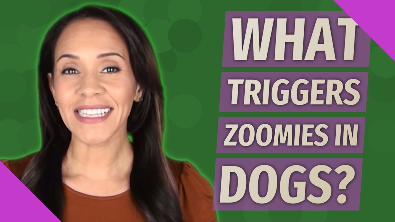 What triggers Zoomies in dogs? YouTube
