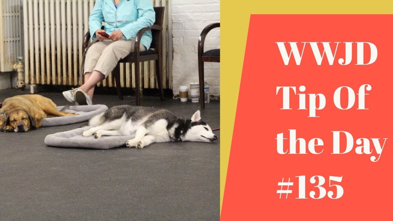 dog training advice uk Avoiding Conflict, What Would Jeff Do? Dog Training Tip of the Day #135