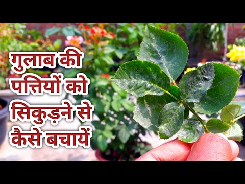 ये दवाईयाँ करेगी गुलाब के पत्तों में कर्लिंग की समस्या का इलाज। Rose leaf curling Medicine