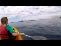 Kayaking with dolphins with Xplore Tenerife