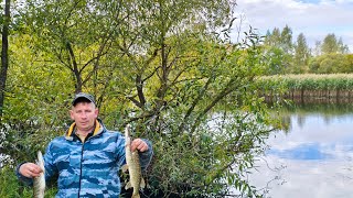 картинка: ЖОР ЩУКИ ОСЕНЬЮ. ЛОВЛЯ ХИЩНИКА НА КРУЖКИ.