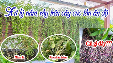 Hướng Dẫn Xử Lý Nấm Bệnh Và Rầy Phấn Trắng Trên Cây Cúc Tần Ấn Độ